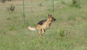 zuess 008_cropped